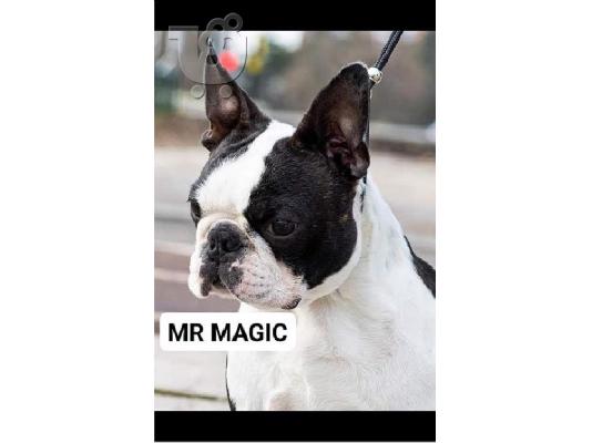 Boston Terrier, premium κουτάβια